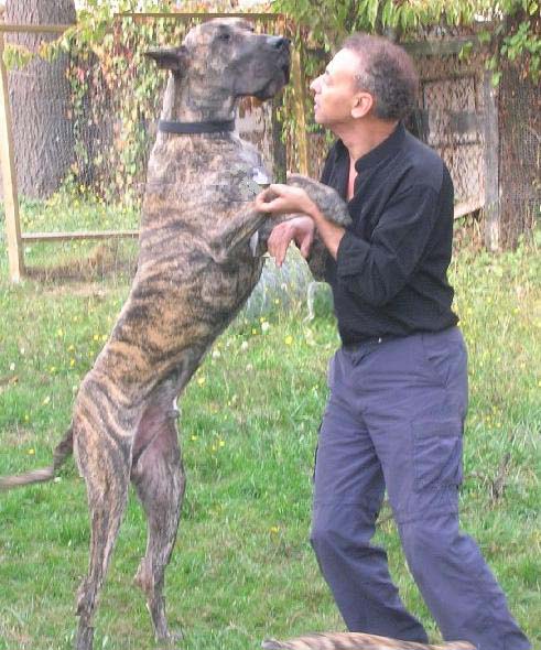 23+ Great Dane Size Comparison To Human